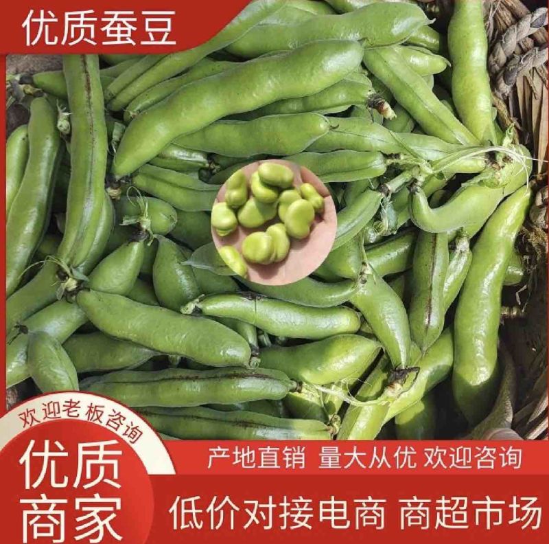 【优选】新上市蚕豆🔥颗粒饱满量大质优湖北青蚕豆