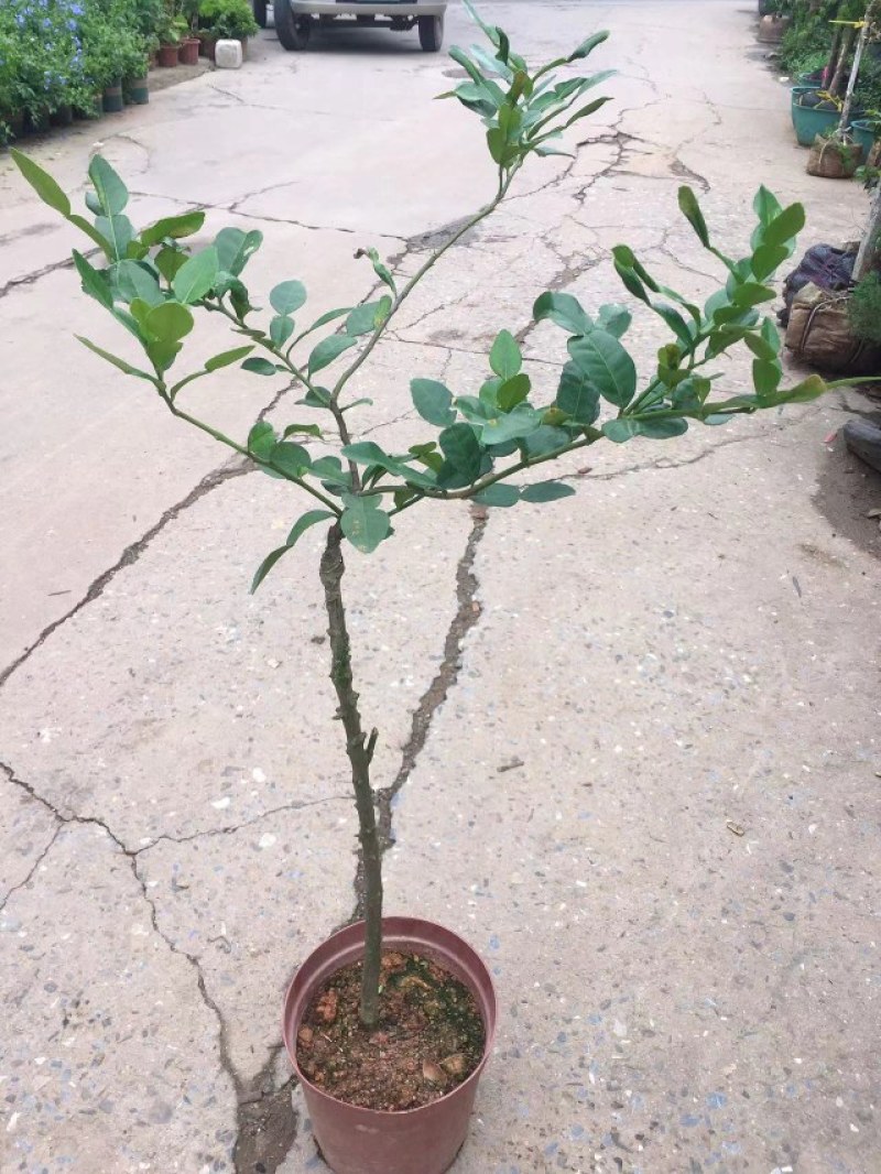 正宗纯种泰国皱皮柠檬苗