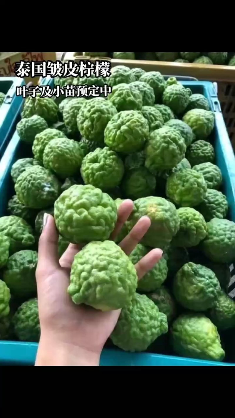 正宗纯种泰国皱皮柠檬苗