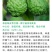 正宗纯种泰国皱皮柠檬苗