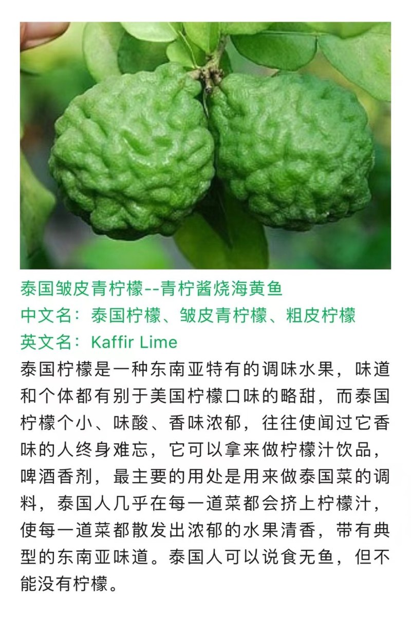正宗纯种泰国皱皮柠檬苗