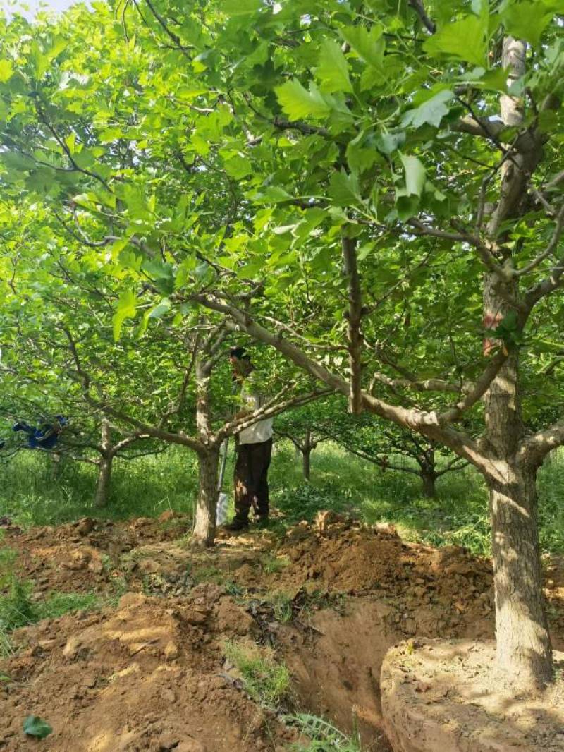 樱桃树8公分，12公分樱桃树，15公分樱桃树山西基地