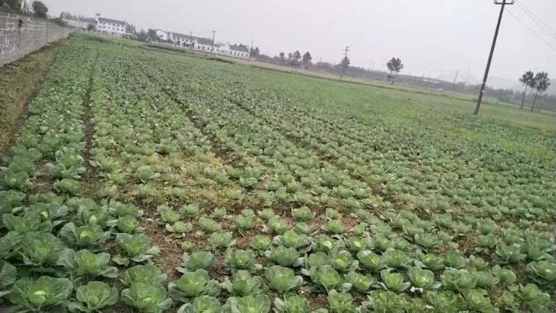 甘蓝型油菜加工与销售产业链图示