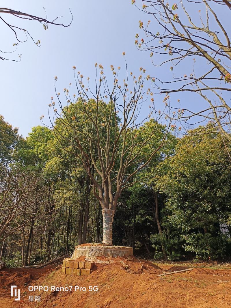 丛生香樟，全冠移栽香樟，自己苗圃，一手货源，自产自销