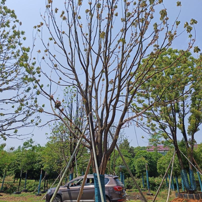 丛生香樟，全冠移栽香樟，自己苗圃，一手货源，自产自销