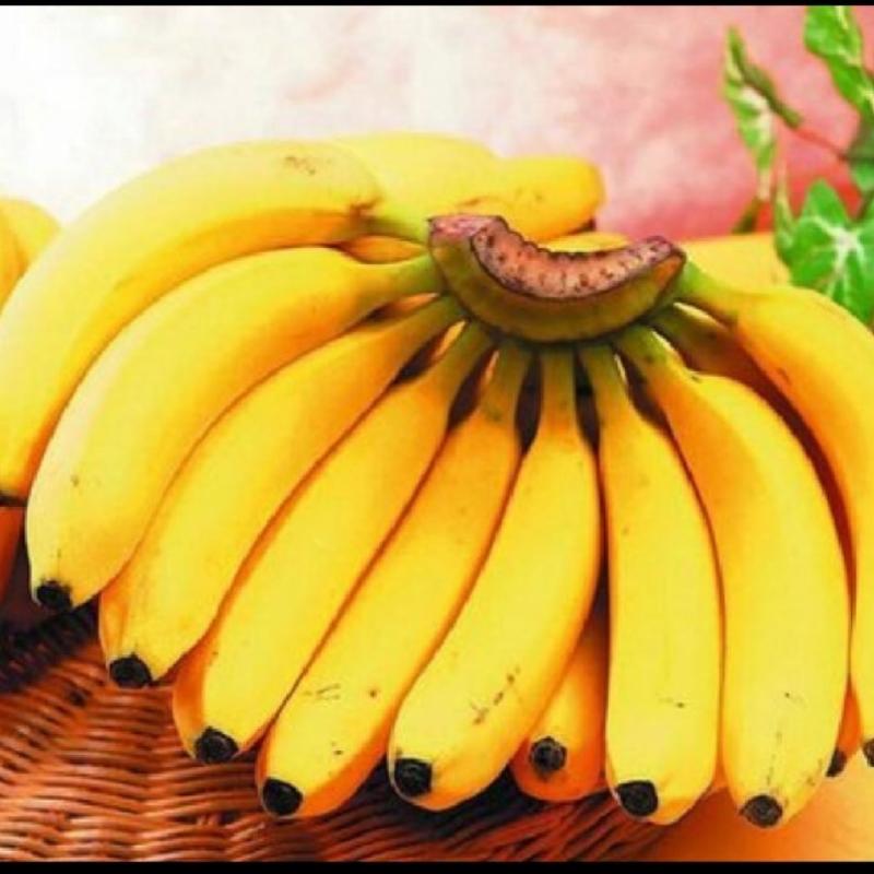 天宝香蕉，果农产地直发，品质保证