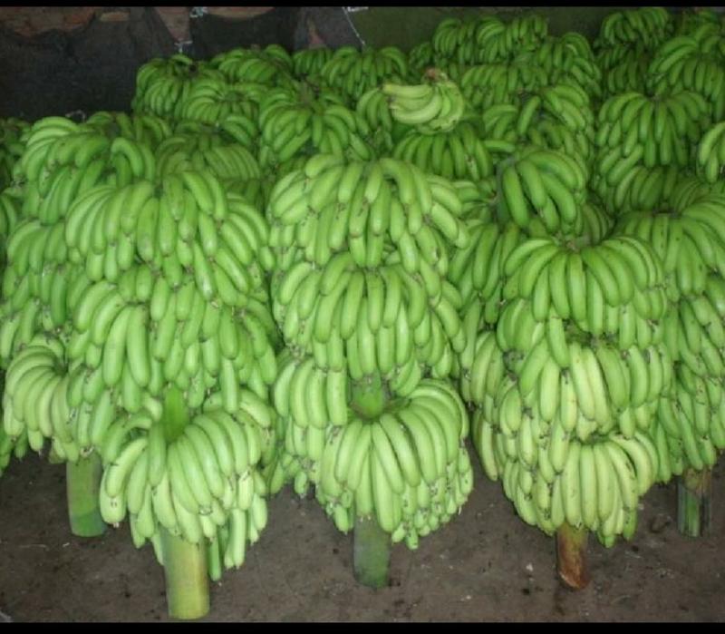 天宝香蕉，果农产地直发，品质保证