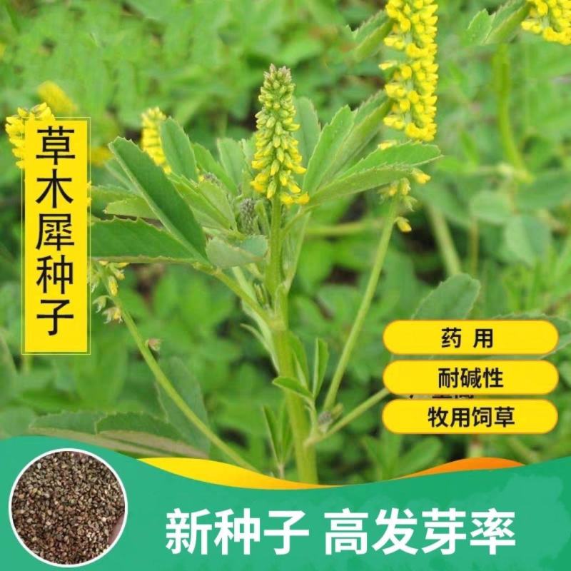 草木犀种子出芽率高品质保证大量有货欢迎老板电话联系