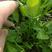 好吃三叉空心菜种子中大叶耐热耐湿纤维少春夏秋均可栽培