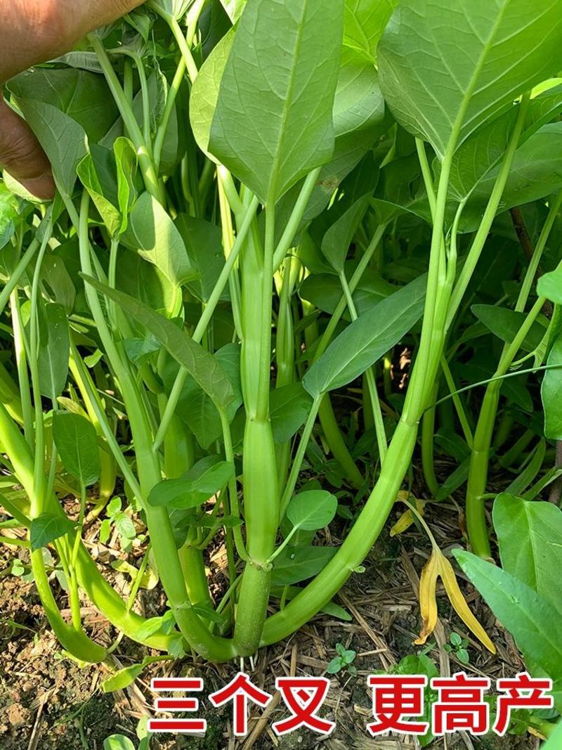 好吃三叉空心菜种子中大叶耐热耐湿纤维少春夏秋均可栽培