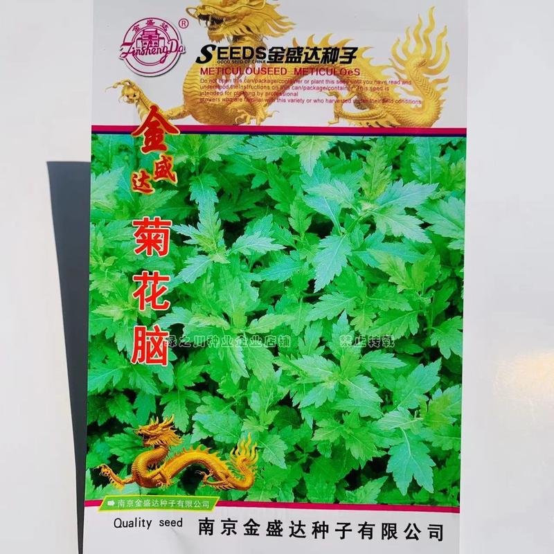 南京地方野菜品种菊花叶种子多年生草本植物菊花脑种子蔬菜种