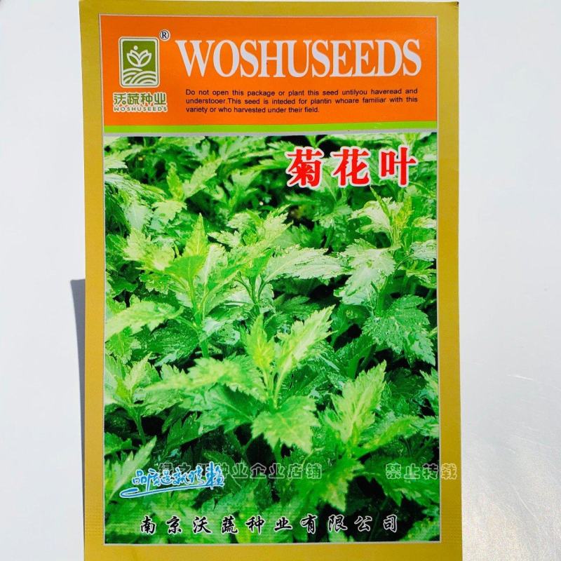 南京地方野菜品种菊花叶种子多年生草本植物菊花脑种子蔬菜种