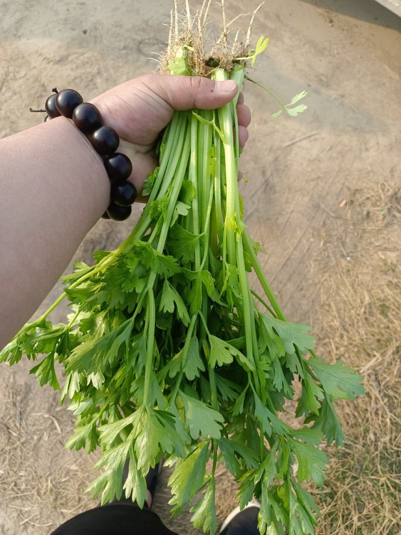 精品芹菜上市中