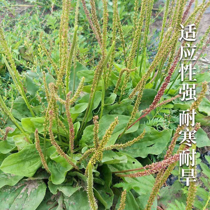 野生车前草种子耐寒耐旱车轮草食用车前子种籽四季播野菜中草