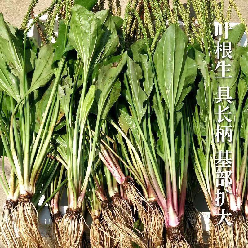 野生车前草种子耐寒耐旱车轮草食用车前子种籽四季播野菜中草