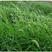狗尾草种籽四季播种护坡耐旱耐寒绿化草坪品质保证出芽率高