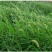 狗尾草种籽四季播种护坡耐旱耐寒绿化草坪品质保证出芽率高