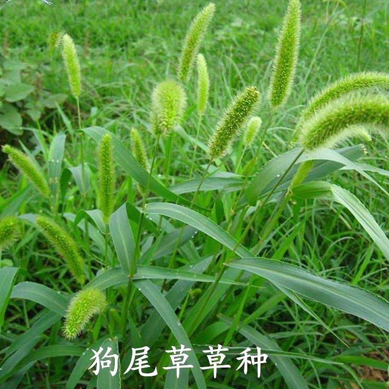 狗尾草种籽四季播种护坡耐旱耐寒绿化草坪品质保证出芽率高