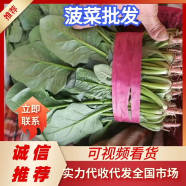 精品小菠菜，产地一手货源，物美价廉，小叶菠菜，一手货源