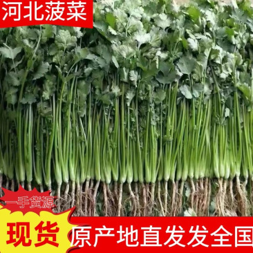 大叶香菜20~25厘米以上，产地直发一手货源欢迎选购