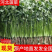 大叶香菜20~25厘米以上，产地直发一手货源欢迎选购