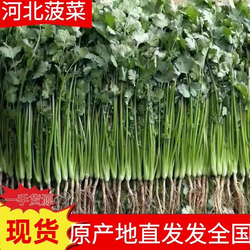 大叶香菜20~25厘米以上，产地直发一手货源欢迎选购