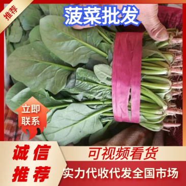大叶菠菜20~25厘米河北邯郸大叶菠菜货源充足稳定