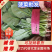 大叶菠菜20~25厘米河北邯郸大叶菠菜货源充足稳定