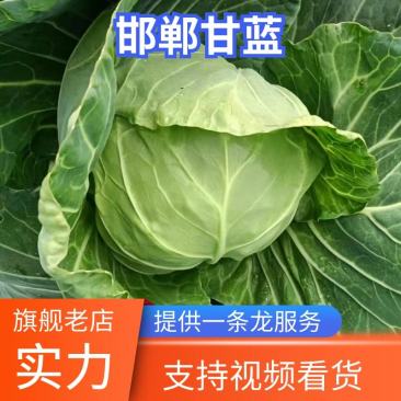 中甘21甘蓝，产地直发邯郸圆包菜一条龙服务对接商超