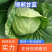 中甘21甘蓝，产地直发邯郸圆包菜一条龙服务对接商超