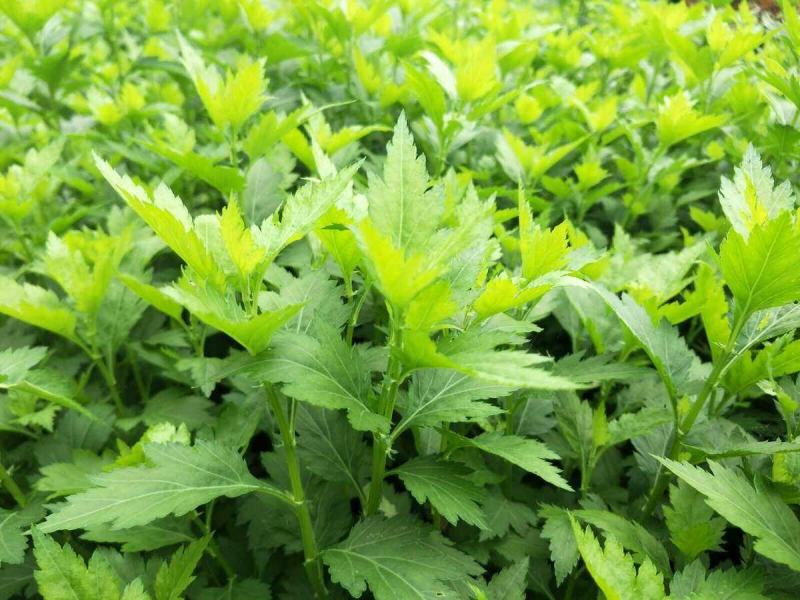 南京地方野菜品种菊花叶种子多年生草本植物菊花脑种子蔬菜种