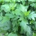 南京地方野菜品种菊花叶种子多年生草本植物菊花脑种子蔬菜种