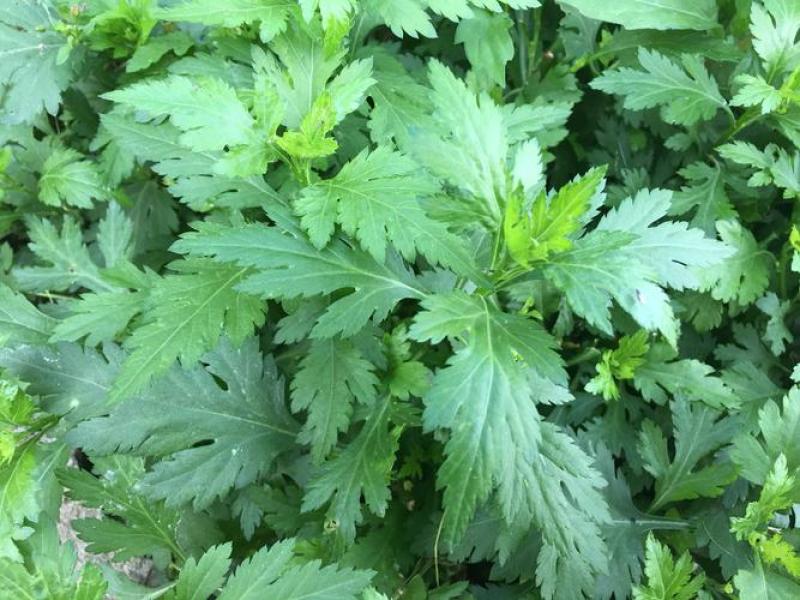 南京地方野菜品种菊花叶种子多年生草本植物菊花脑种子蔬菜种