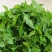 南京地方野菜品种菊花叶种子多年生草本植物菊花脑种子蔬菜种