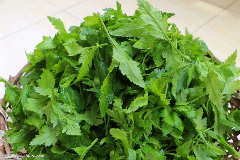南京地方野菜品种菊花叶种子多年生草本植物菊花脑种子蔬菜种