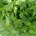 南京地方野菜品种菊花叶种子多年生草本植物菊花脑种子蔬菜种