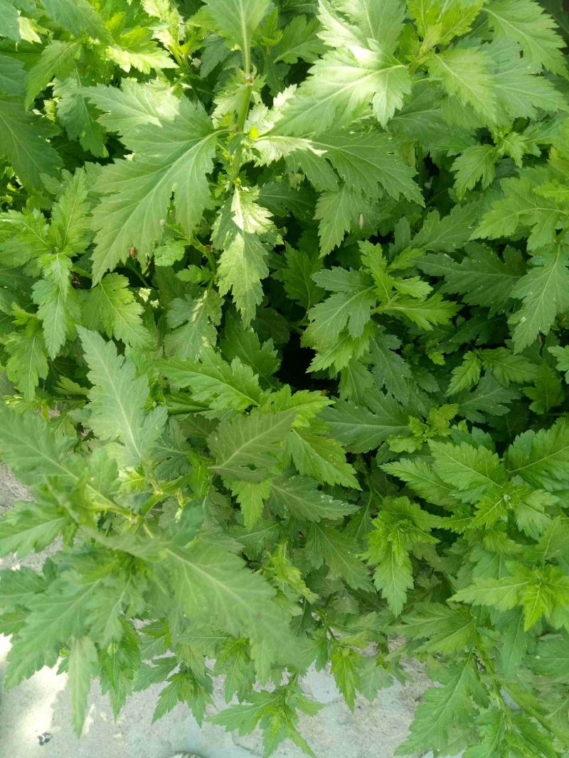 南京地方野菜品种菊花叶种子多年生草本植物菊花脑种子蔬菜种