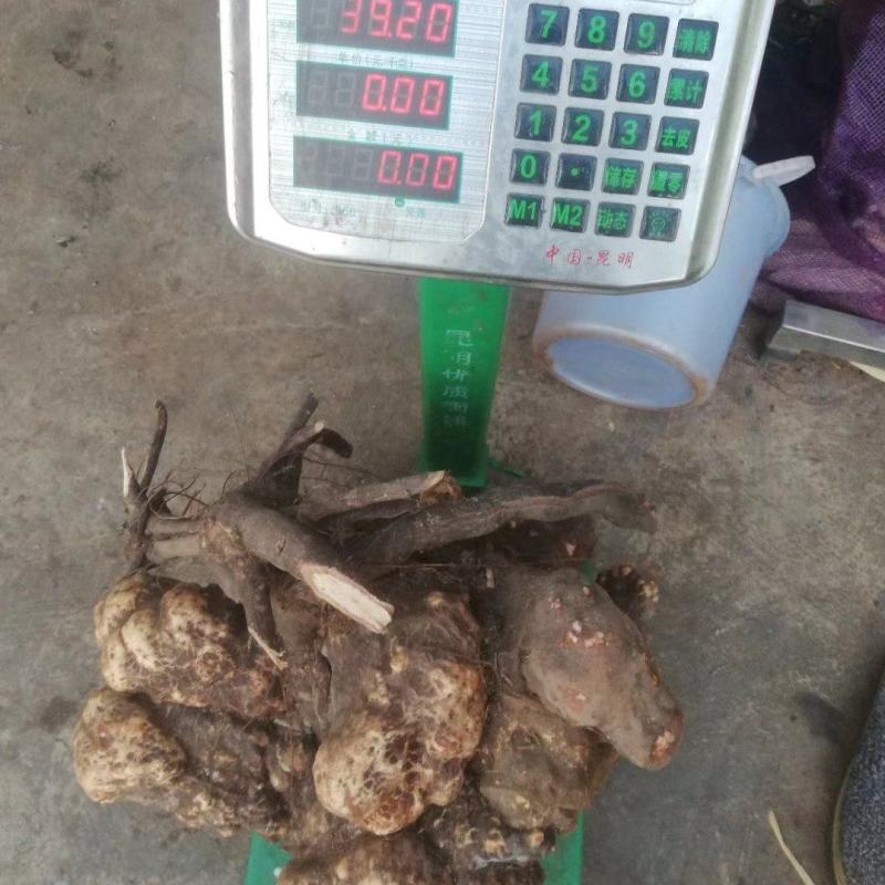 何首乌，
