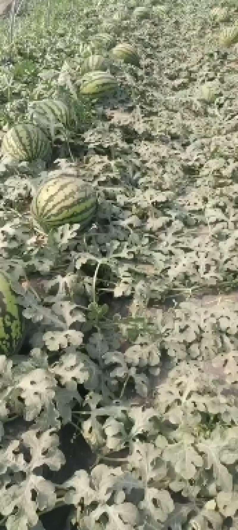 美都西瓜陕西西瓜规格齐支持视频看货代发