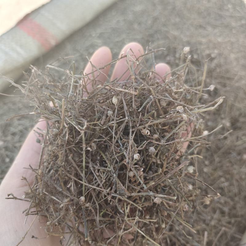 白花蛇草，蛇草，一手货源，保质保量，批发各种中药材