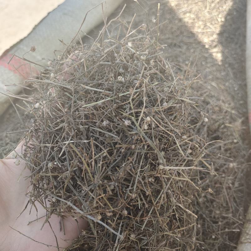 白花蛇草，蛇草，一手货源，保质保量，批发各种中药材