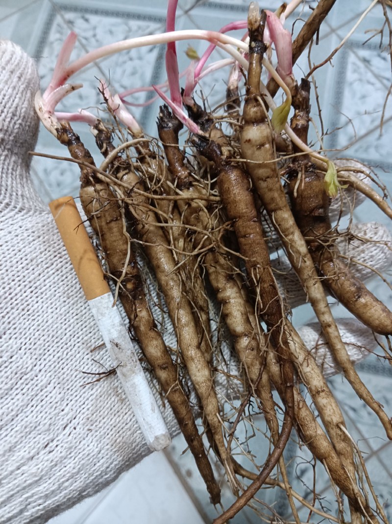 野生优质一二三年生赤芍苗