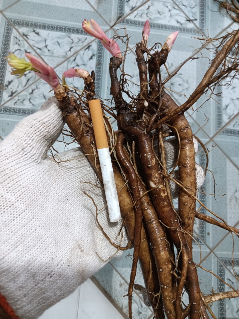 野生优质一二三年生赤芍苗
