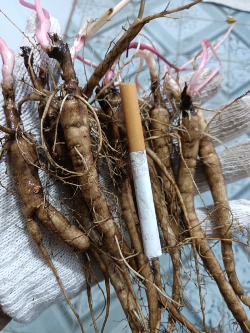 野生优质一二三年生赤芍苗