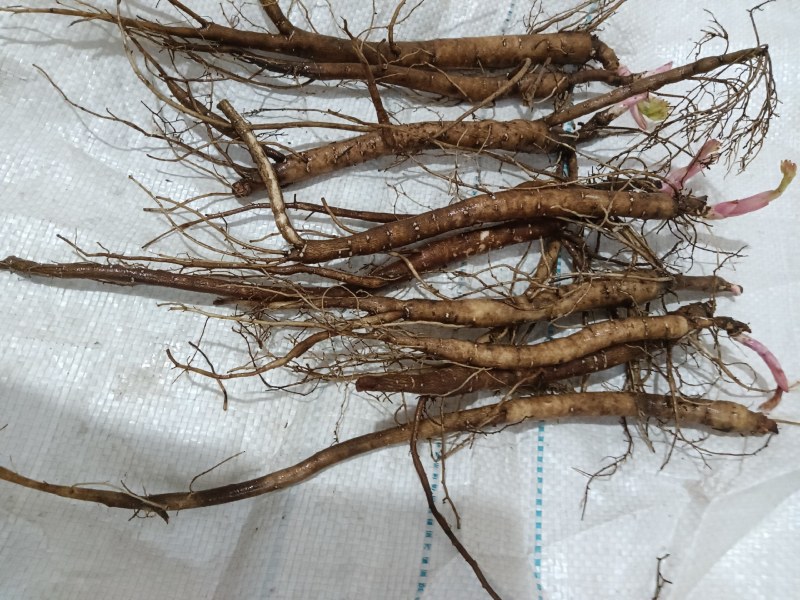野生优质一二三年生赤芍苗