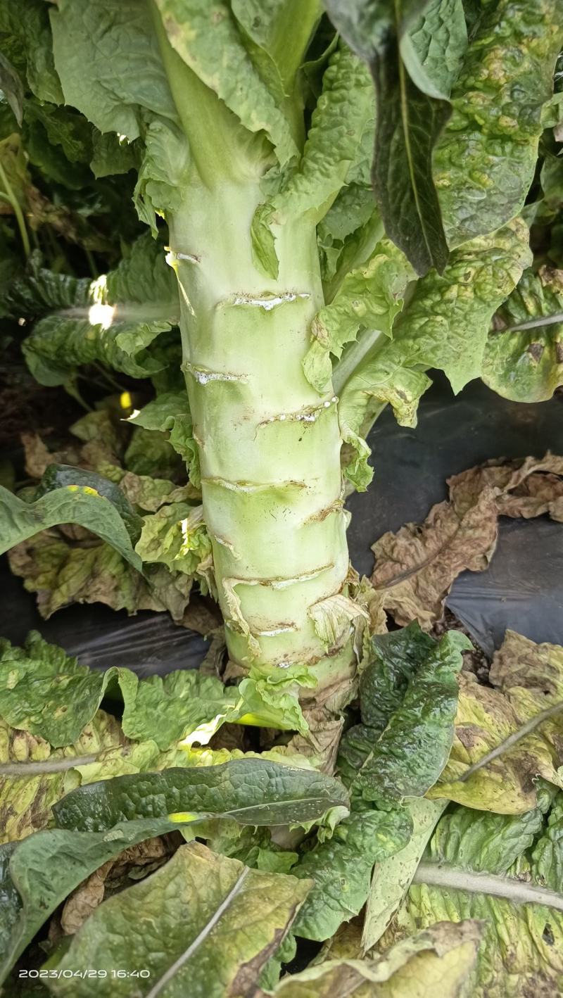 云南精品窝笋