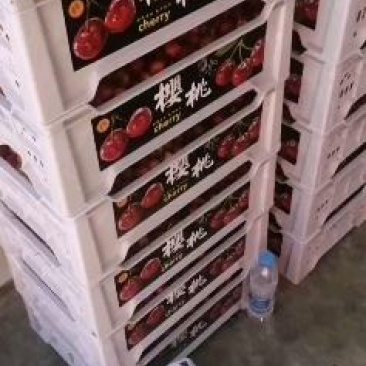陕西宝鸡万亩樱桃基地欢迎你