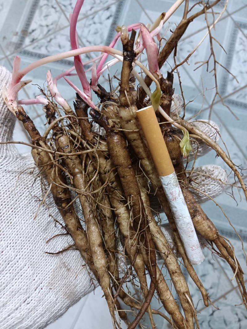 野生优质赤芍苗二年，三年生
