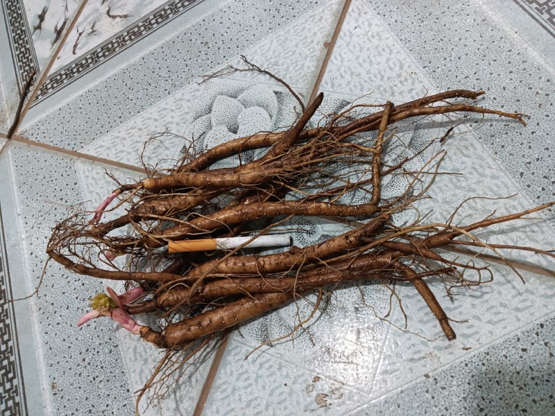 野生优质赤芍苗二年，三年生
