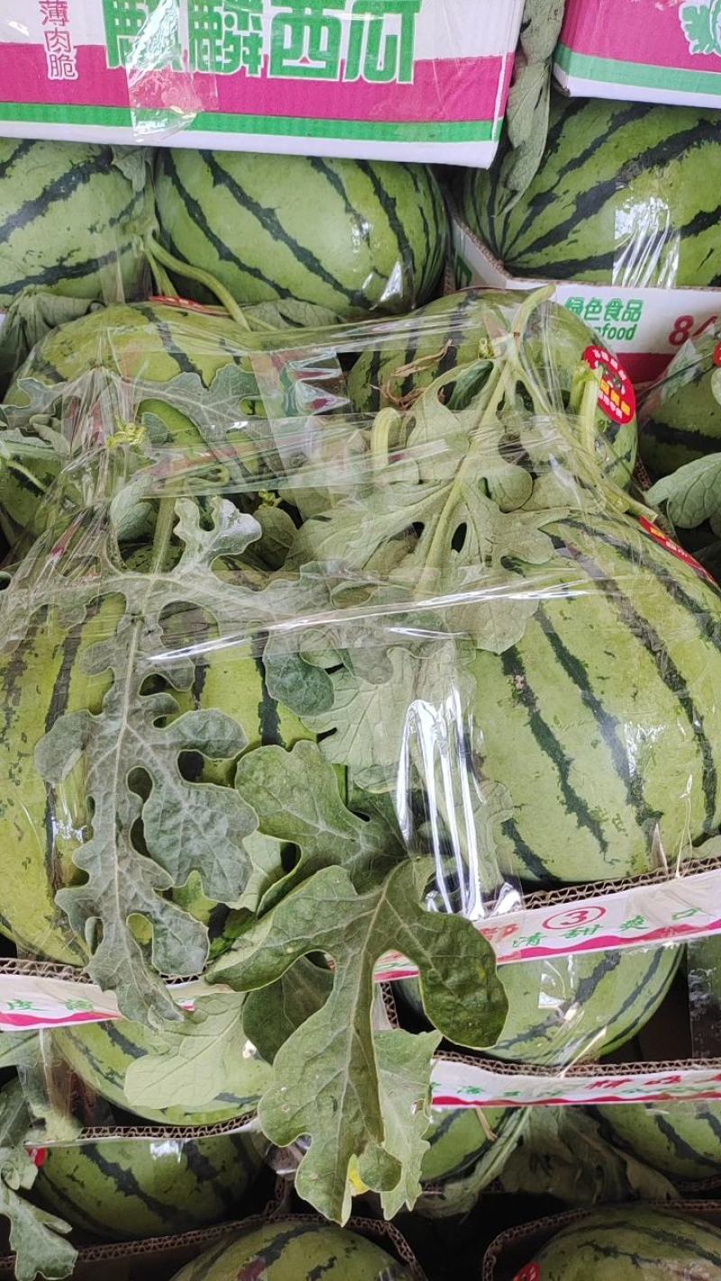 夏邑优质无籽美都成熟度好壤口好提供托盘纸箱全国接单专业挑瓜人